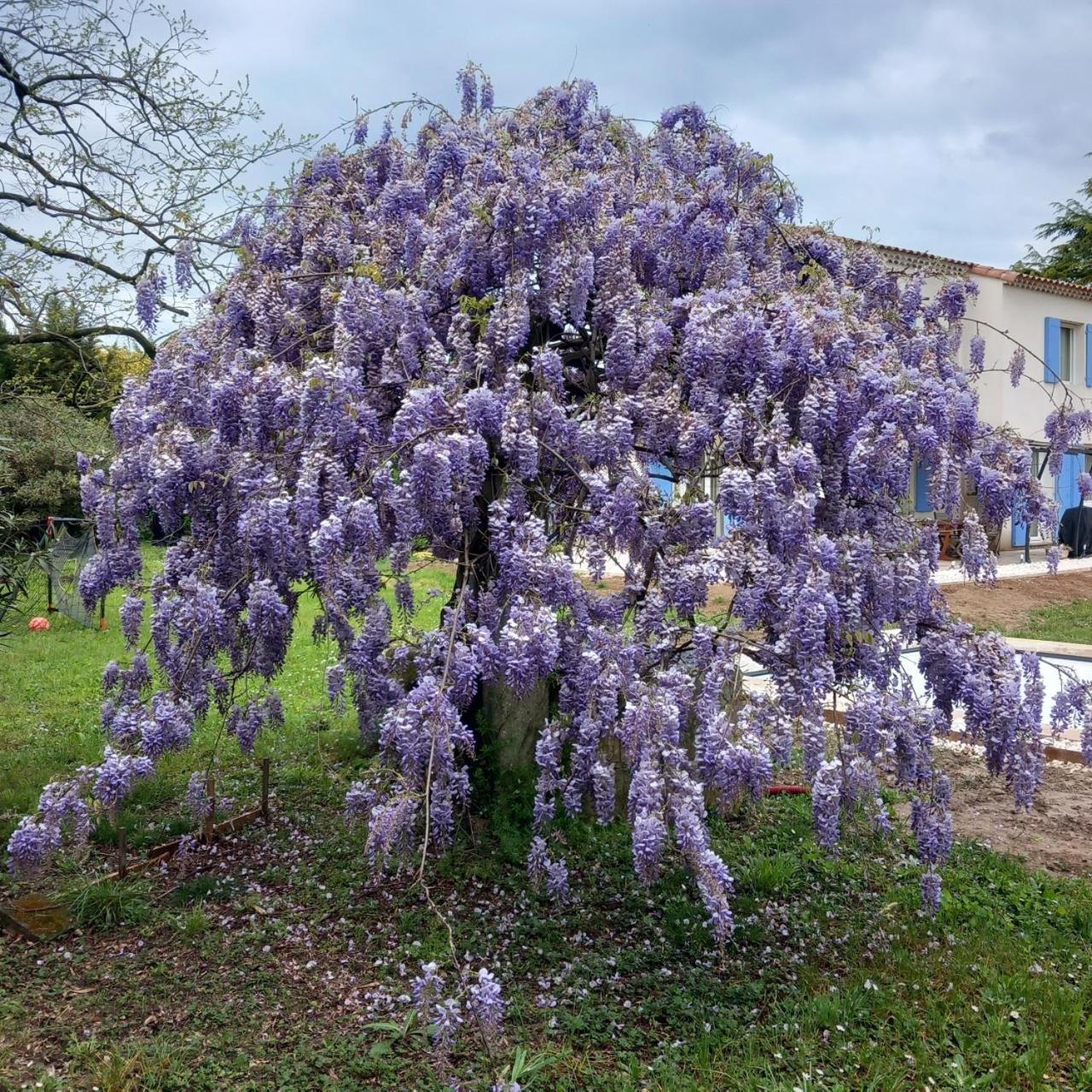 Le Petit Mas Des Alpilles En Provence Villa Saint-Étienne-du-Grès Bagian luar foto